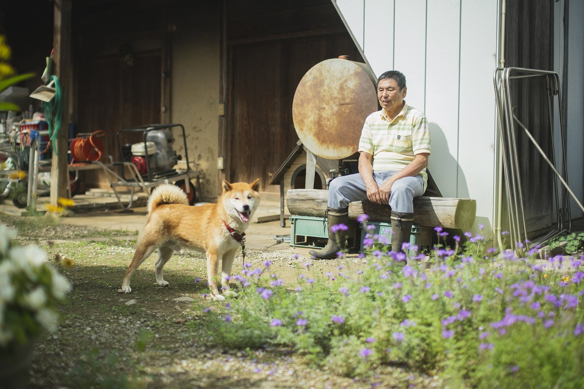 庭で佇む坂口さんの犬の写真